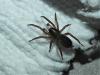 Scotophaeus sp.